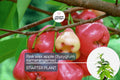 Pink Wax Apple Tree (Syzygium samarangense) Live Fruit Plant 1’-2’ Tall | Sweet Tropical Fruit Seedling