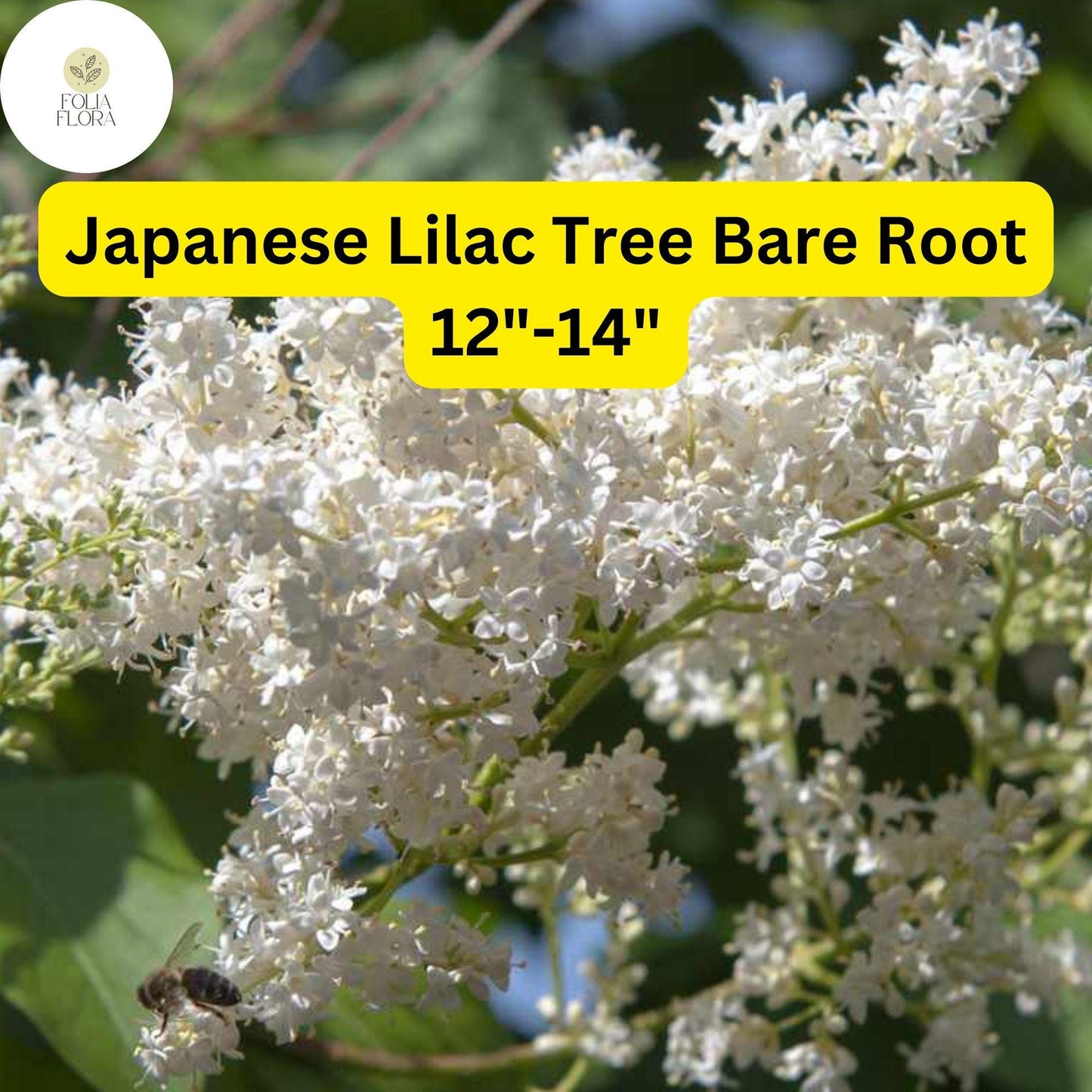 1 Syringa reticulata Japanese Lilac Tree - Live Bare Root Plant 12"-14" for Zones 3-7 - Hardy Ornamental Flowering Tree