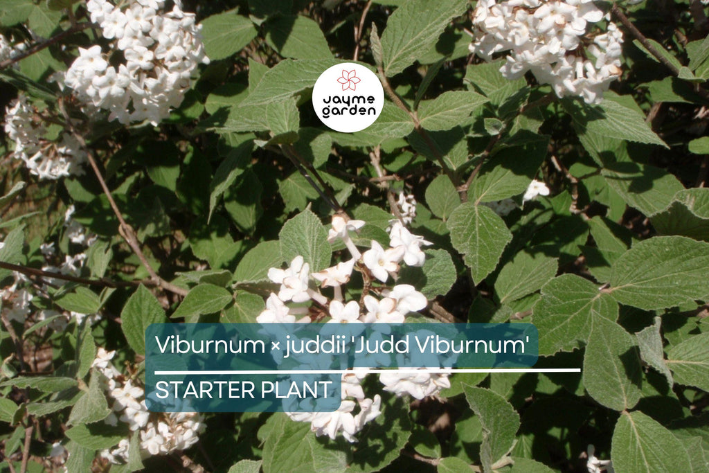 12-18" Judd Viburnum Shrub (Viburnum × juddii) - Fragrant Flowers, Colorful Foliage - Live Deciduous Plant for Zones 4-8