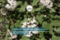 12-18" Judd Viburnum Shrub (Viburnum × juddii) - Fragrant Flowers, Colorful Foliage - Live Deciduous Plant for Zones 4-8