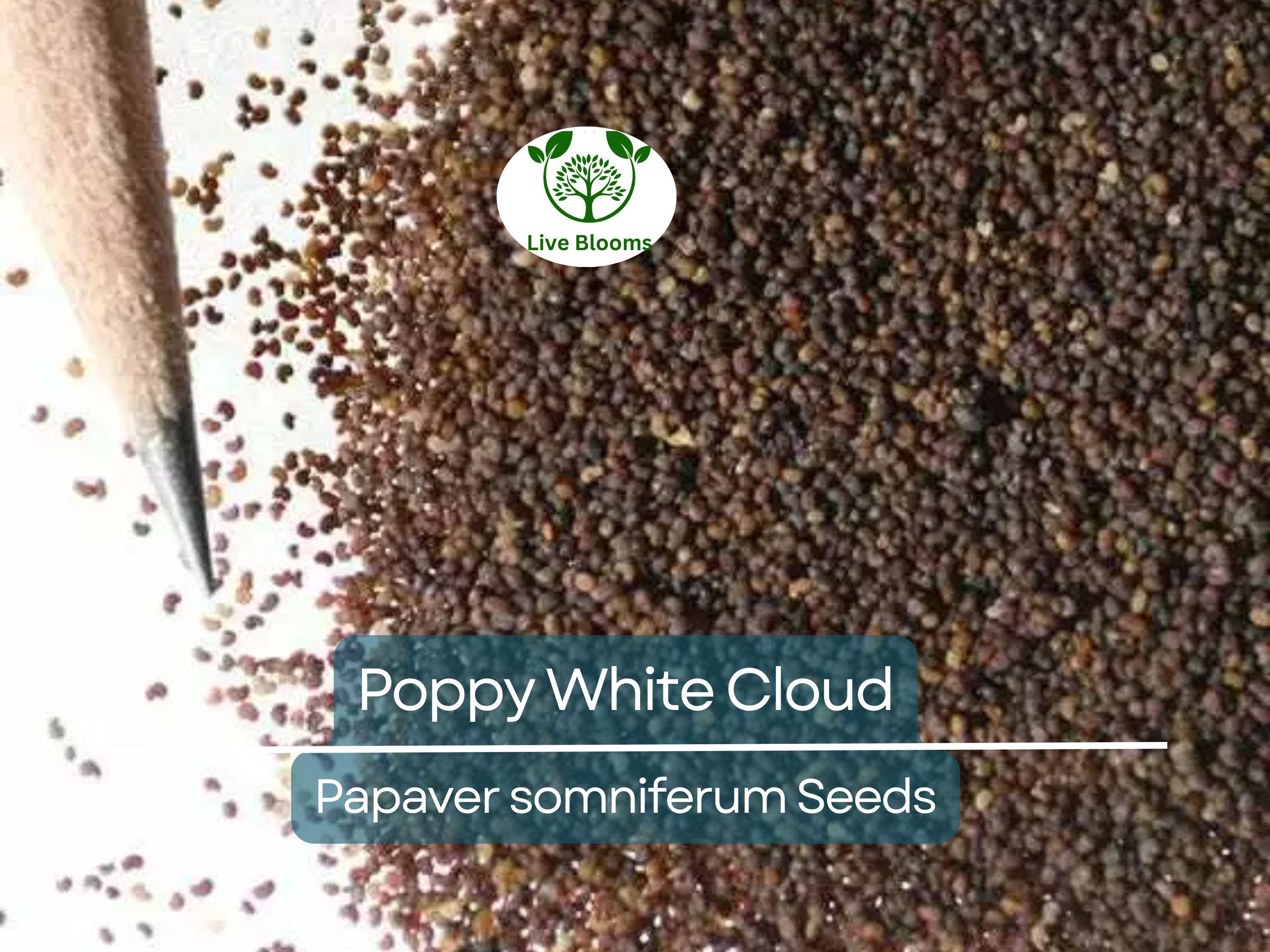 300 Seeds Poppy White Cloud, Peony Double Blooms, Breadseed Poppy, Huge White Blooms, Non-GMO, Papaver somniferum