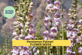 3pcs of 100mg Penstemon palmeri Seeds – Fragrant Wildflower for Dry Landscapes, Pollinator Gardens & Native Planting Seeds for Planting