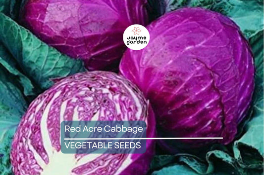 750 Red Acre Cabbage Seeds - Non-GMO Heirloom, Reddish-Purple Heads, Gourmet Variety