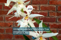 Winter Wonderland 'White Fairy' Orchid Dendrobium, Fragrant, 4–6" Bare Root Seedling