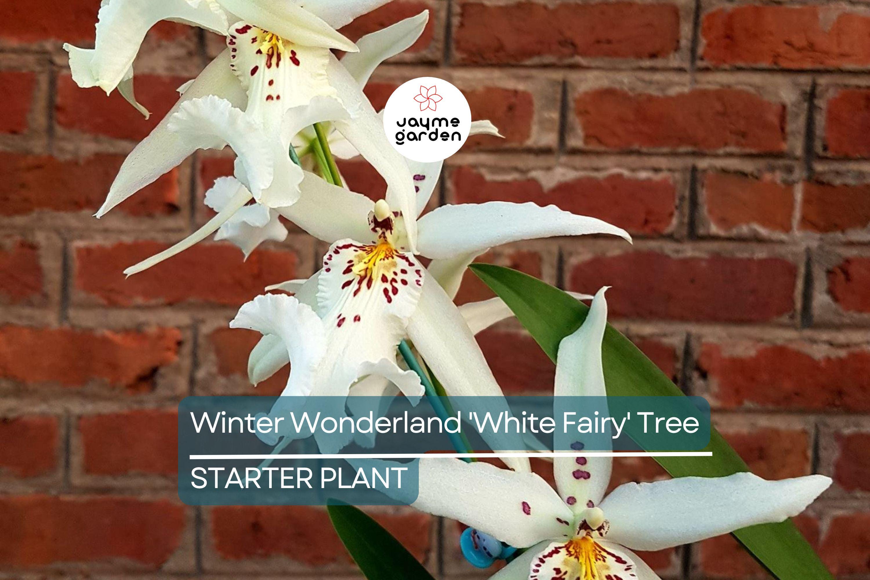 Winter Wonderland 'White Fairy' Orchid Dendrobium, Fragrant, 4–6" Bare Root Seedling