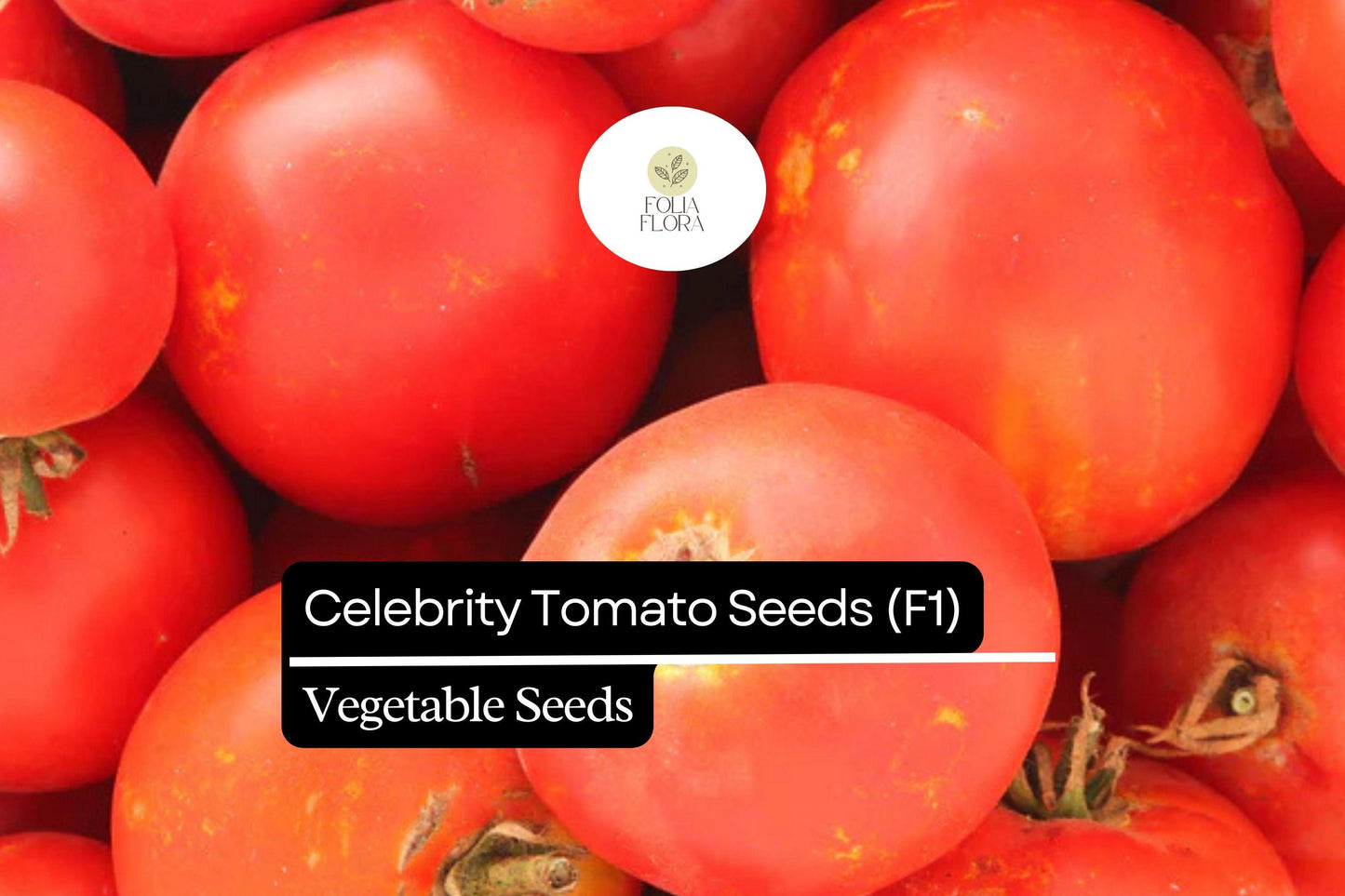 10 Seeds Celebrity Tomato (F1), Solanum Lycopersicum, High-Yield Hybrid Tomato