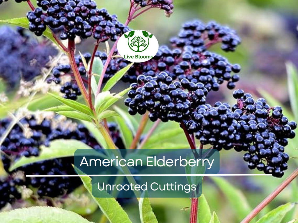 5 American Elderberry Unrooted Cuttings - Sambucus Canadensis - Elderberry Plant for Health, Home Garden Berries