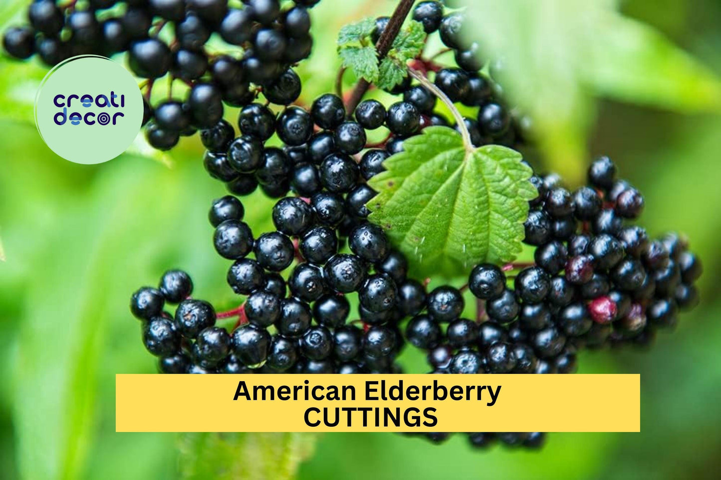 10 American Elderberry Cuttings – Unrooted Sambucus Shrub for Garden Planting, Hardy Native Perennial Bush – USA