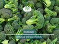 2000 Bulk Broccoli Seeds - Microgreens, Sprouting, or Planting (Brassica oleracea) - Fresh & Nutritious Vegetable Seeds for Healthy Growth