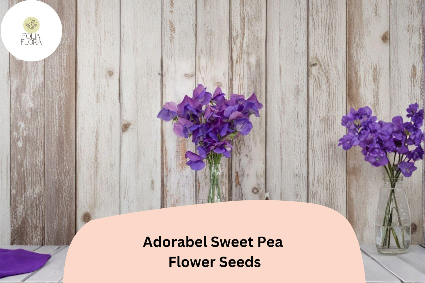 Adorabel Sweet Pea Seeds | Lathyrus odoratus Blooms Garden Planting (50+ Seeds)