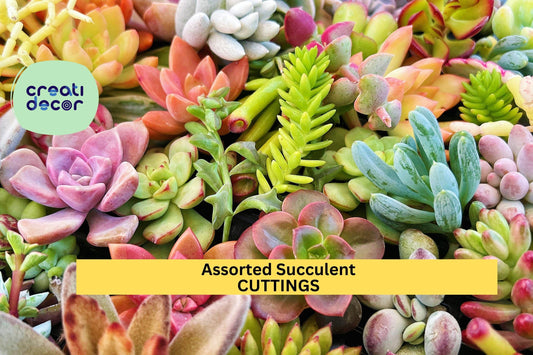 20 Assorted Succulent Cuttings – 3–5" Tall Clippings | Colorful Mixed Varieties for Planters, Terrariums, Crafts & Garden Projects