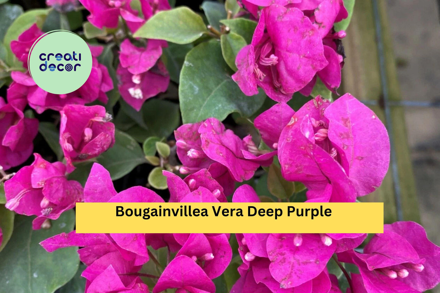 Vera Deep Purple Bougainvillea | Live Starter Plug Plant | Well Rooted Flowering Vine for Garden or Patio