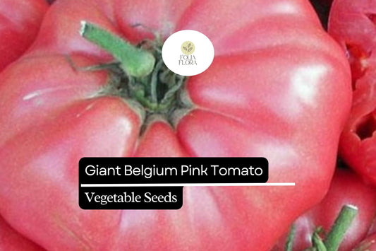 30 Giant Belgium Pink Tomato Seeds – Solanum lycopersicum – Heirloom, Non-GMO, Large Fruits for Slicing & Sandwiches