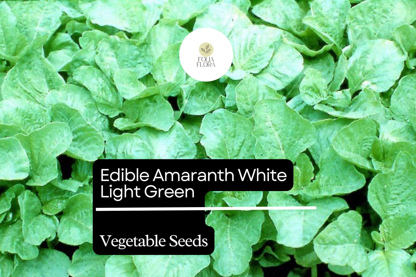 500mg Edible Amaranth Seeds Amaranthus tricolor White Light Green Leaf for Planting | Nutritious Heirloom Vegetable Microgreens