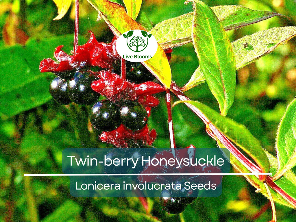 50 Twin-berry Honeysuckle Seeds (Lonicera involucrata) | Red Flower Vine Shrub, Hardy, Pollinator-Friendly, Fast-Growing