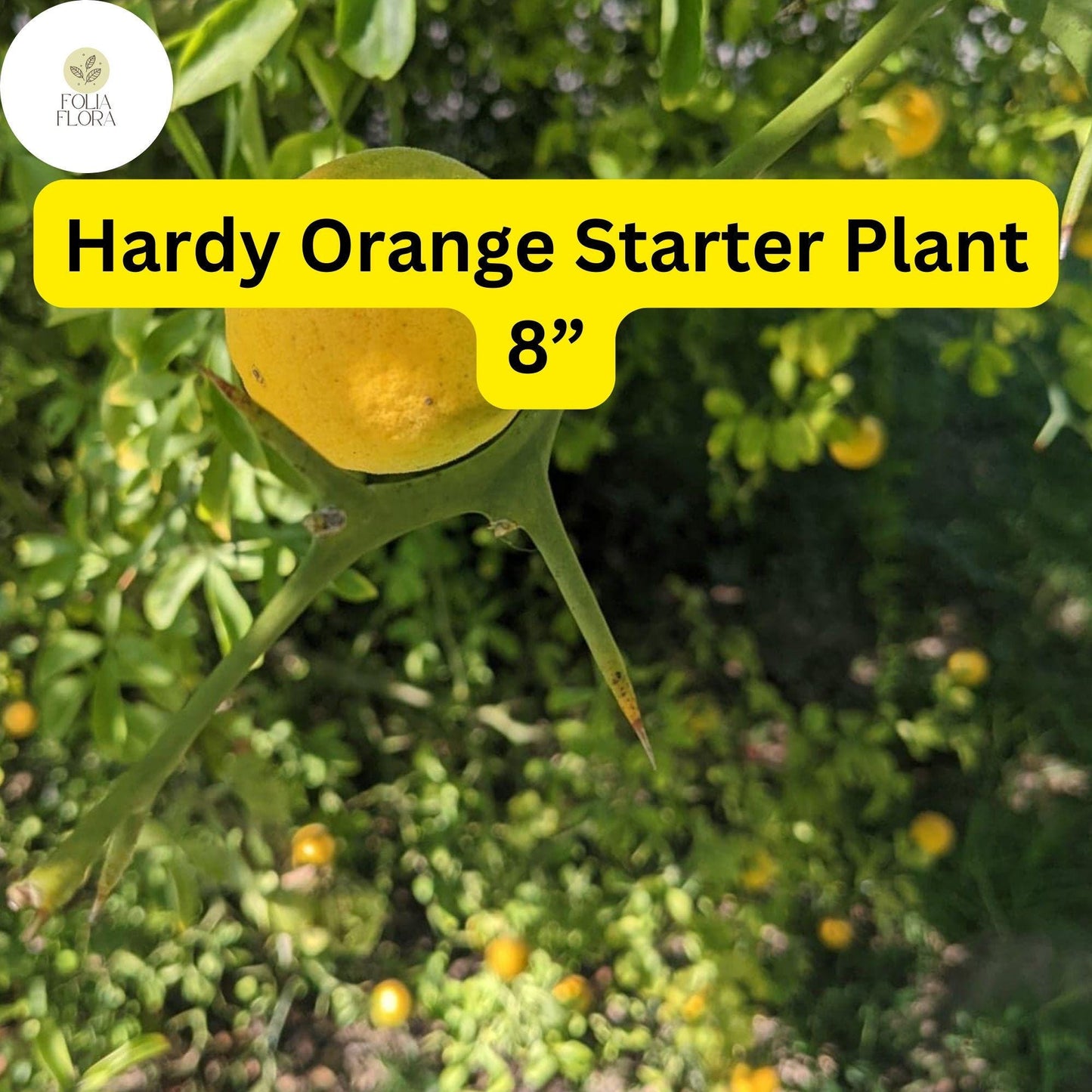 1 Live Plant Hardy Orange Tree (Poncirus trifoliata) Fully Rooted 8” - Ready to Plant