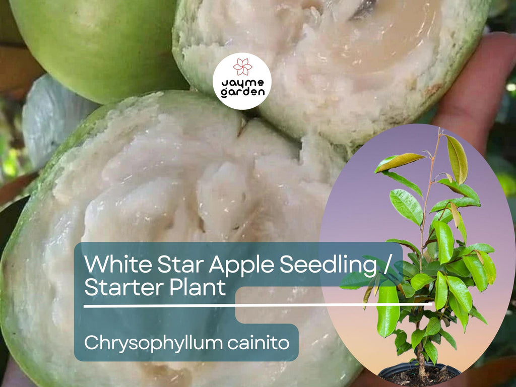 White Star Apple Starter Plant (Chrysophyllum cainito) - Live Caimito Fruit Tree 12″-24″ - Tropical, Sweet Fruit for Garden & Orchard