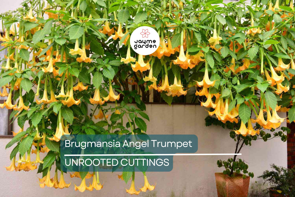Brugmansia Angel Trumpet Cutting | 4” Unrooted | Tropical Fast-Growing Plant | Exotic Yellow Flowers | Easy to Grow |