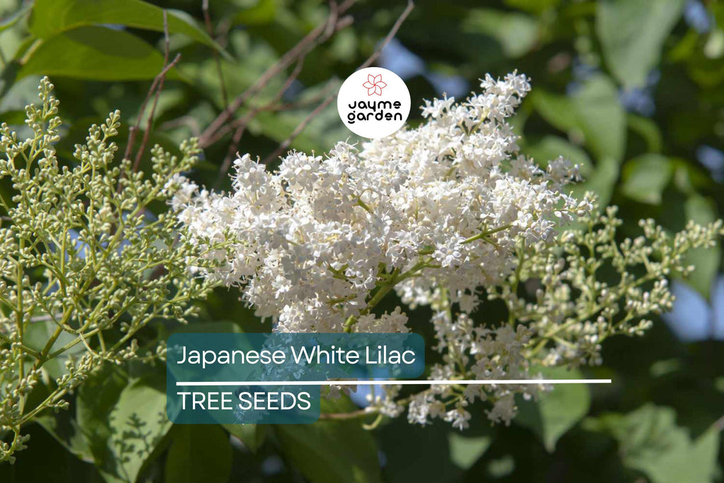 25 Japanese White Lilac Tree Seeds (Syringa reticulata) – Cold Hardy, Fragrant Flowers, 30ft Tall