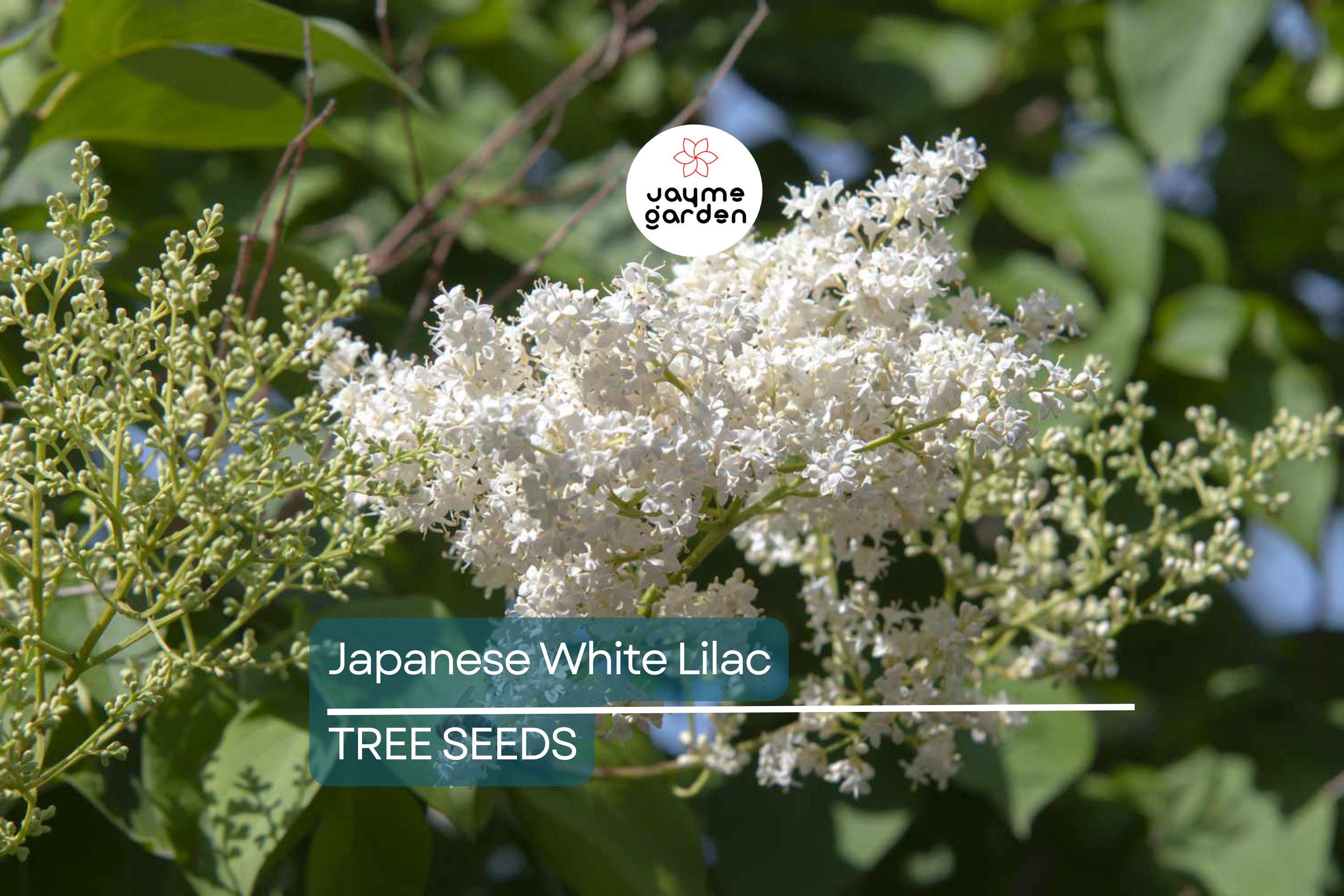 25 Japanese White Lilac Tree Seeds (Syringa reticulata) – Cold Hardy, Fragrant Flowers, 30ft Tall