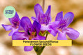 3pcs of 100mg Penstemon secundiflorus Seeds – Sidebells Penstemon for Dry Gardens, Pollinators, and Native Landscaping Seeds for Planting