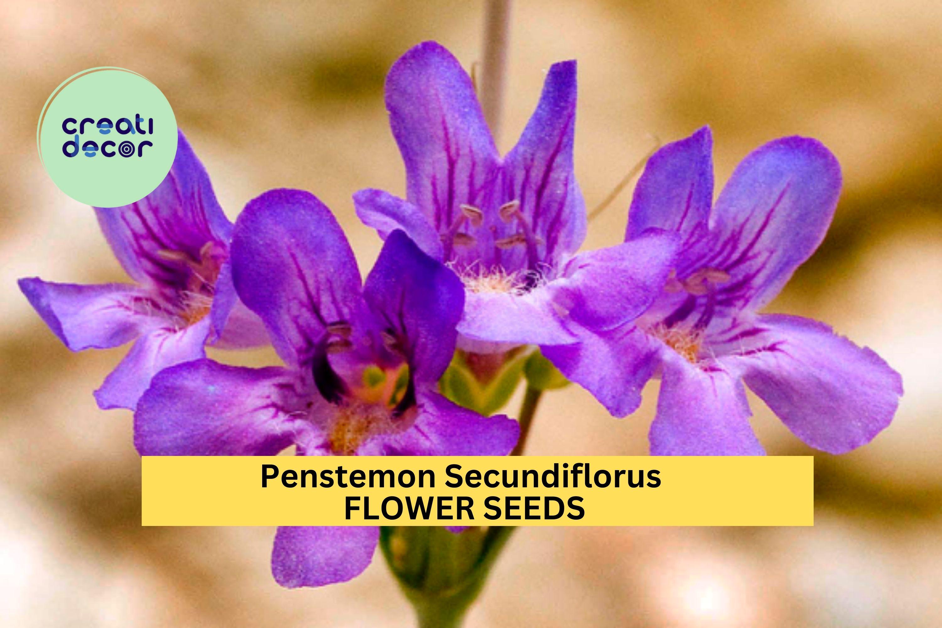 3pcs of 100mg Penstemon secundiflorus Seeds – Sidebells Penstemon for Dry Gardens, Pollinators, and Native Landscaping Seeds for Planting