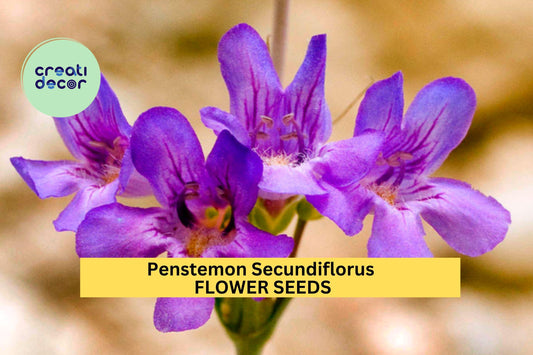 3pcs of 100mg Penstemon secundiflorus Seeds – Sidebells Penstemon for Dry Gardens, Pollinators, and Native Landscaping Seeds for Planting
