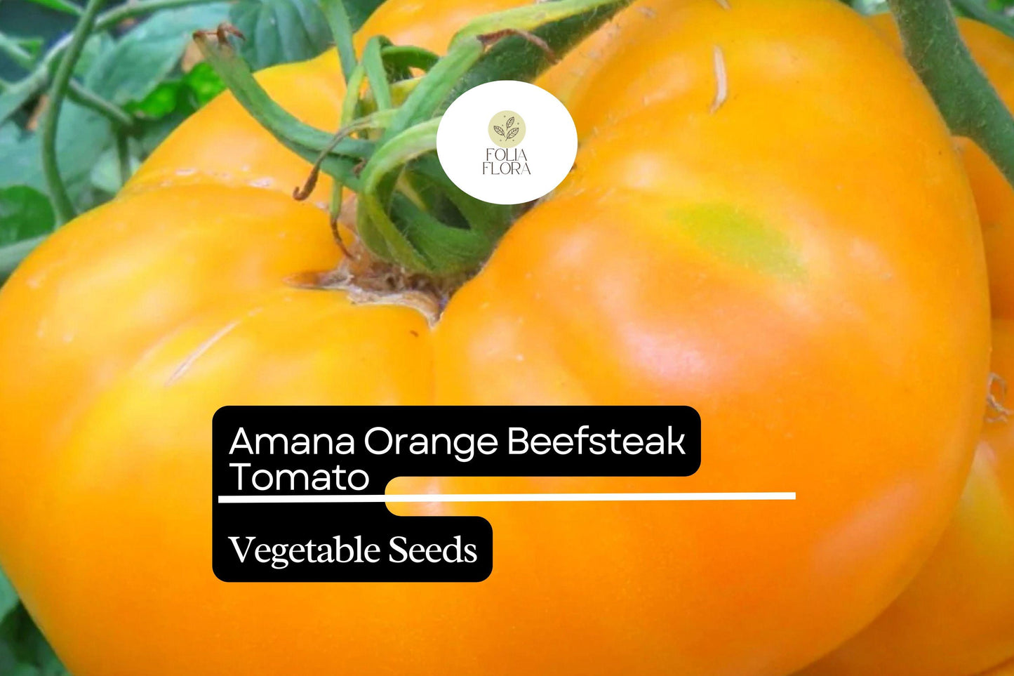 30 Amana Orange Tomato Seeds – Solanum lycopersicum – Heirloom Beefsteak, High-Yielding, Perfect for Slicing
