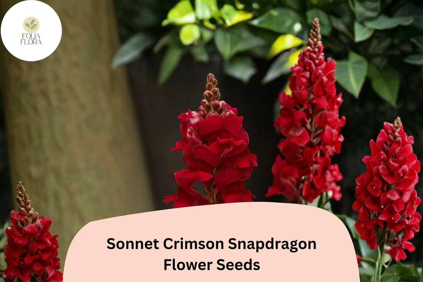 1000+ Sonnet Crimson Snapdragon Seeds | Antirrhinum majus | Deep Red Garden Flowers for Borders
