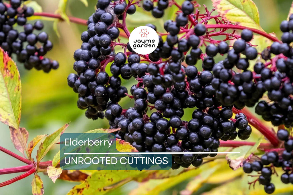 12 Elderberry Cuttings (6 York & 6 Adams) | 6-12" Hardwood Cuttings | Root Easily, Hardy in Zones 3-9 | Berry and Pollinator Bush Starter