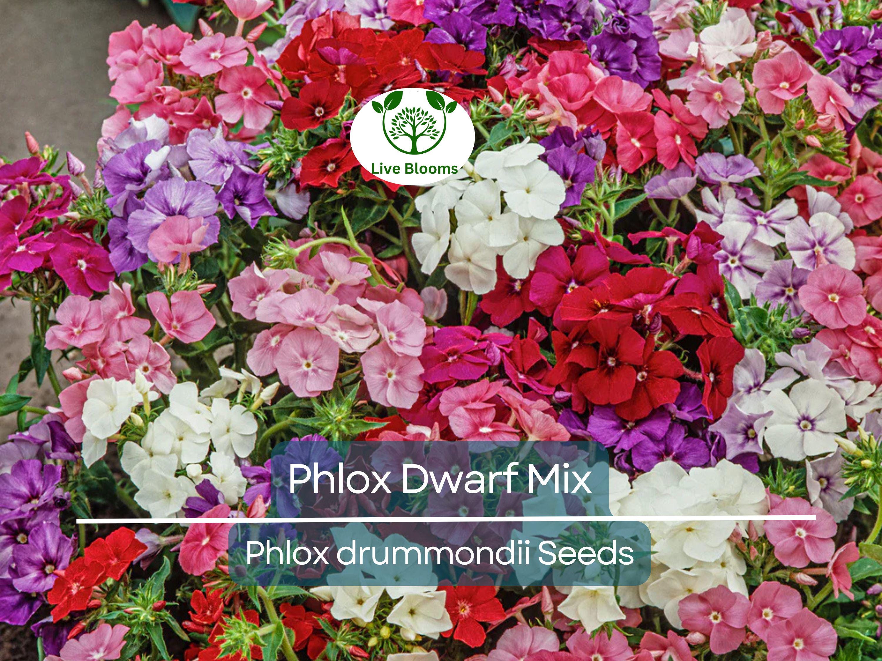 200 Phlox Dwarf Mix Seeds - Heirloom Non-GMO Spring Blooms, 12" Tall, Rock Gardens, Perennial, Phlox drummondii, Garden Flower