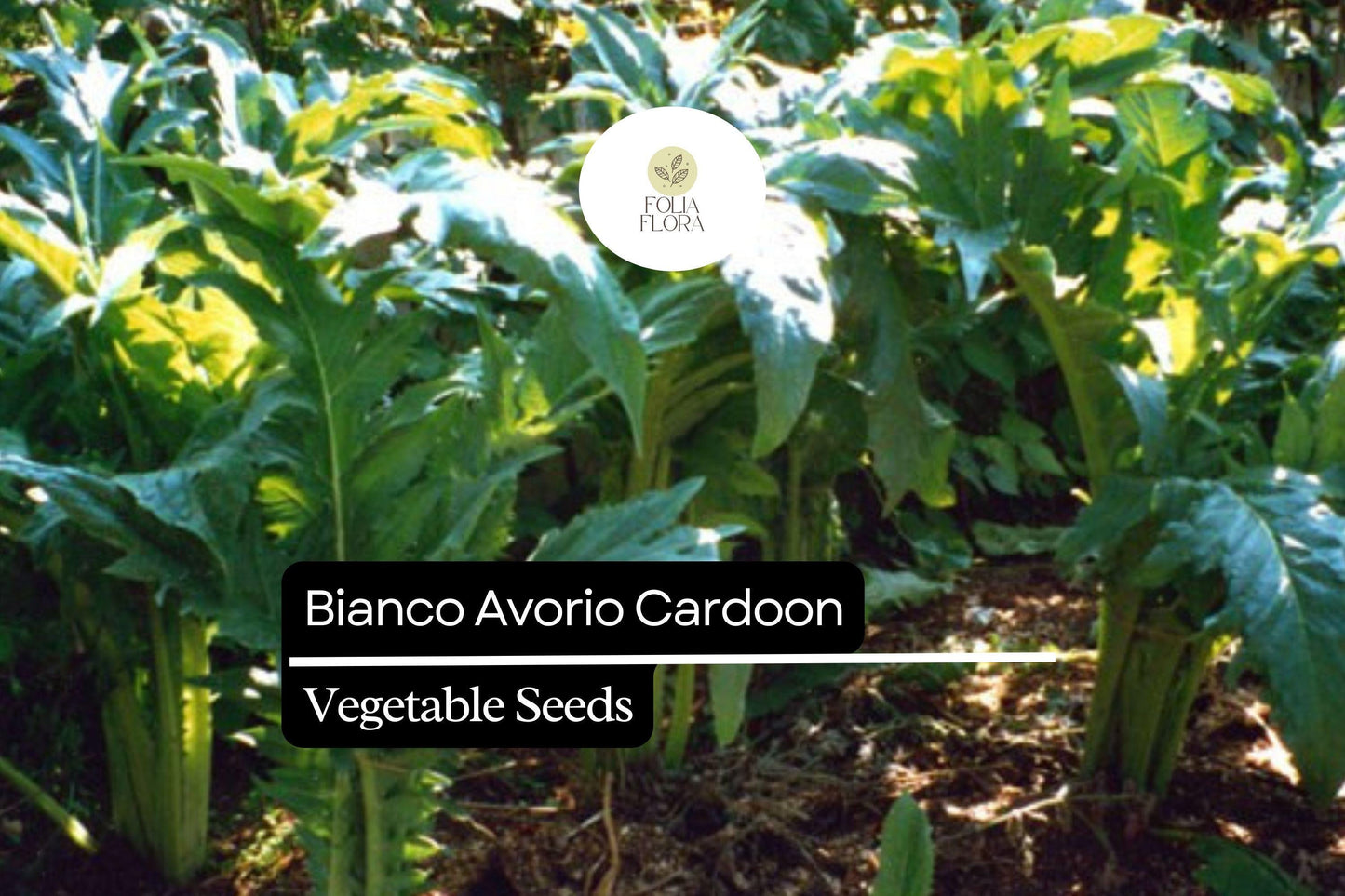 20 Seeds Bianco Avorio Cardoon (Cynara cardunculus) – Unique Edible Ornamental with Tender Stalks