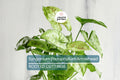 4 Syngonium Podophyllum Cuttings - White Butterfly Arrowhead Vine - Easy Care Houseplant, 5”+ Tall, Perfect for Indoor Gardens
