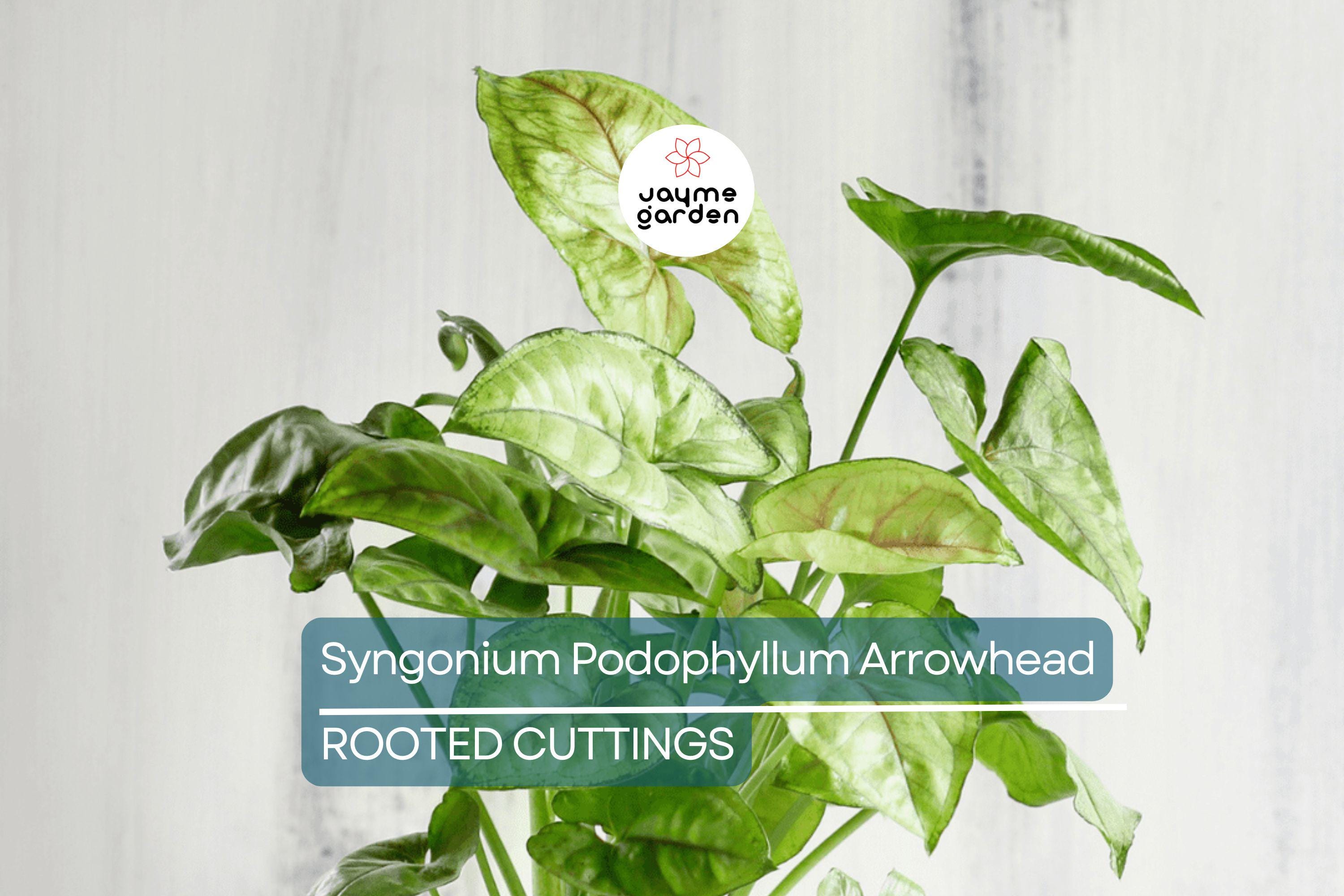 4 Syngonium Podophyllum Cuttings - White Butterfly Arrowhead Vine - Easy Care Houseplant, 5”+ Tall, Perfect for Indoor Gardens