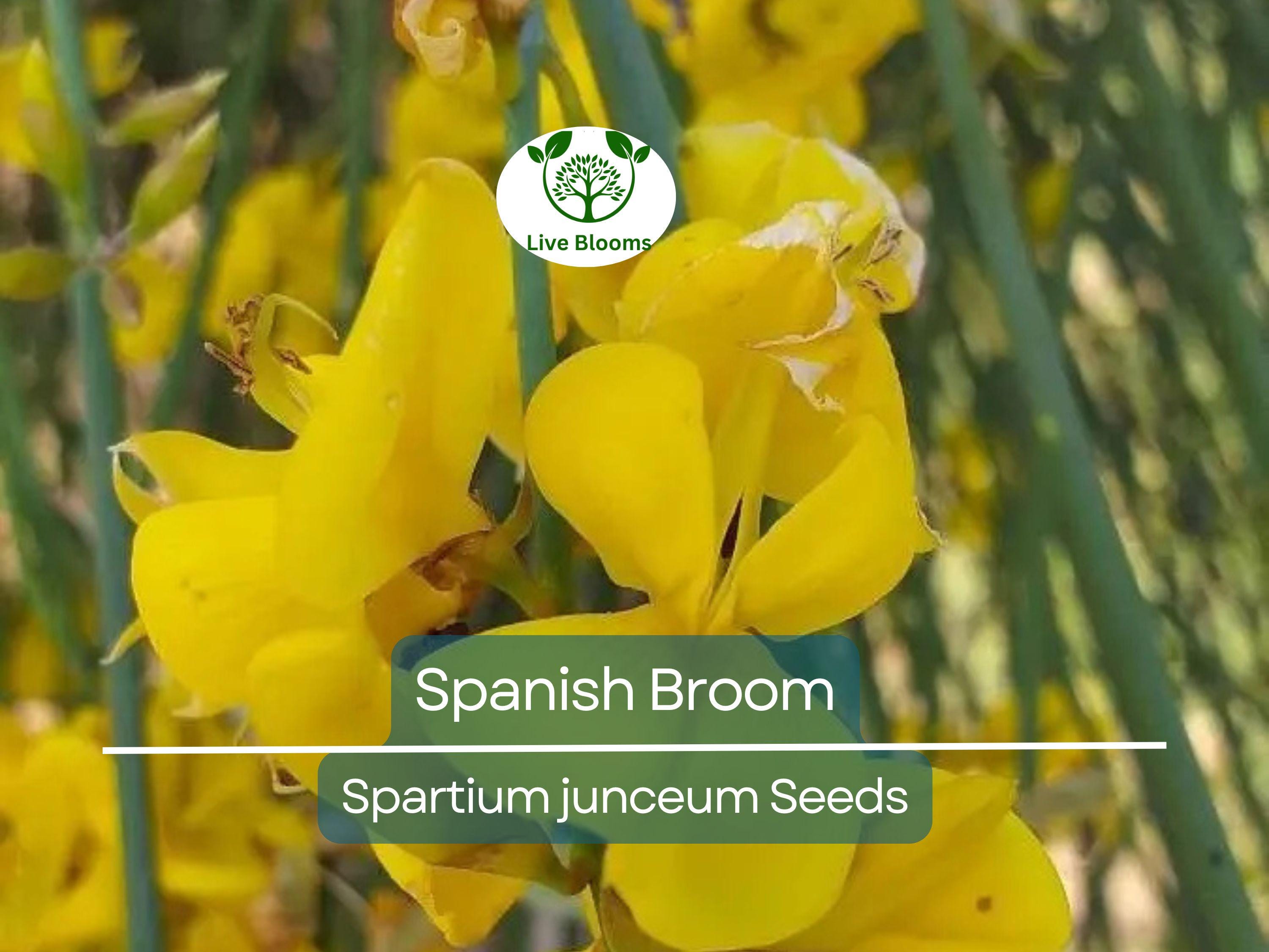 20 Spanish Broom Seeds (Spartium junceum) Weavers Broom, Yellow Flowering Bush Shrub, Hardy Shrub for Garden, Fragrant Plant Seeds