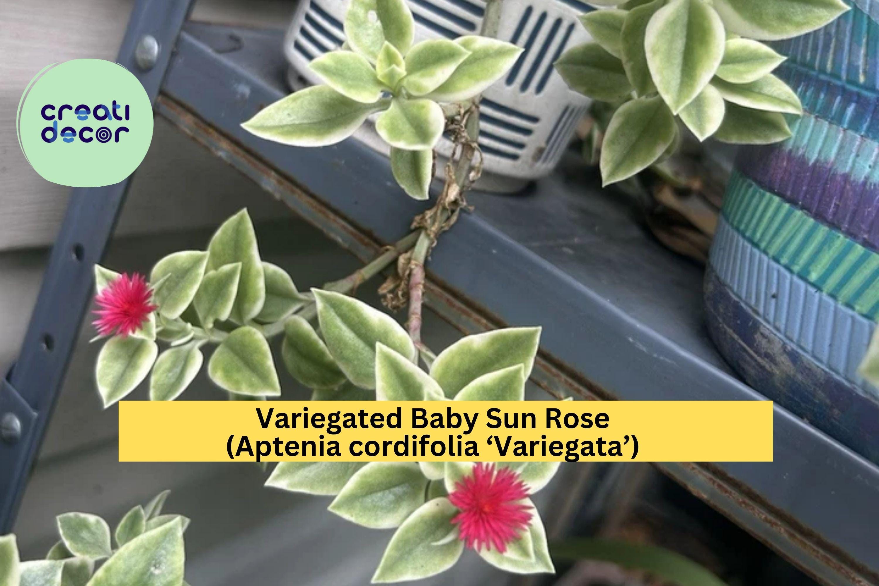 Variegated Baby Sun Rose – Aptenia cordifolia ‘Variegata’ Live 6” Succulent Plant with Pink Blooms, Trailing Groundcover for Pots or Gardens