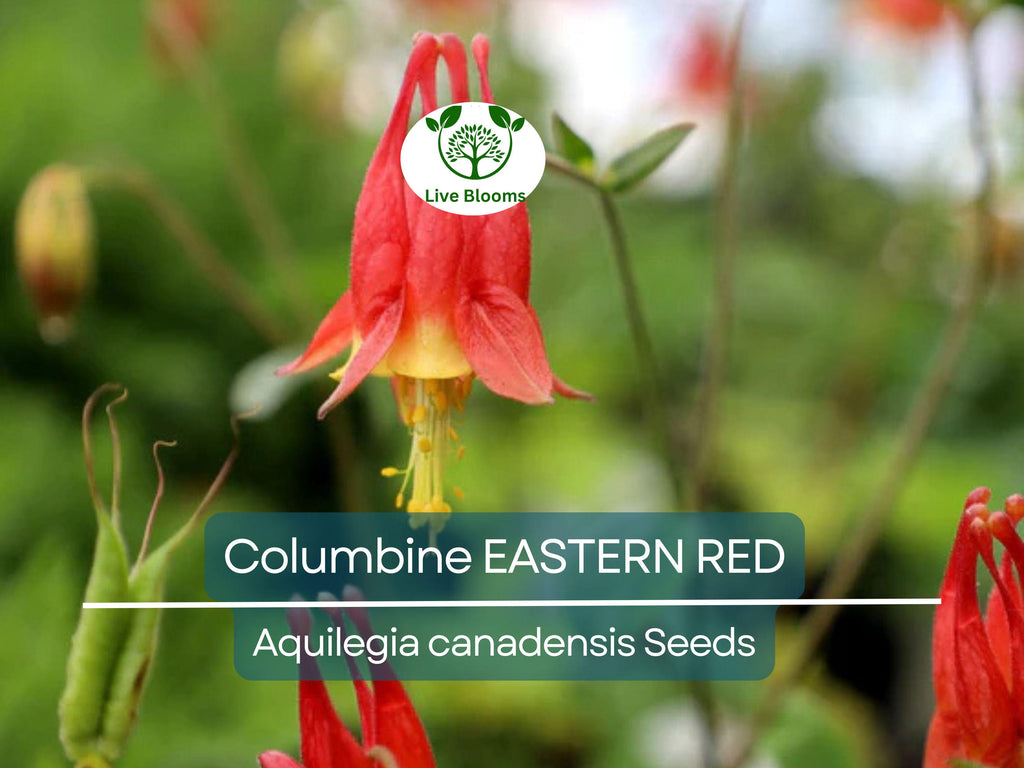 500 Seeds Columbine EASTERN RED Perennial, Aquilegia canadensis, PartShade, Attracts Pollinators, Non-GMO, Beautiful Red Blooms