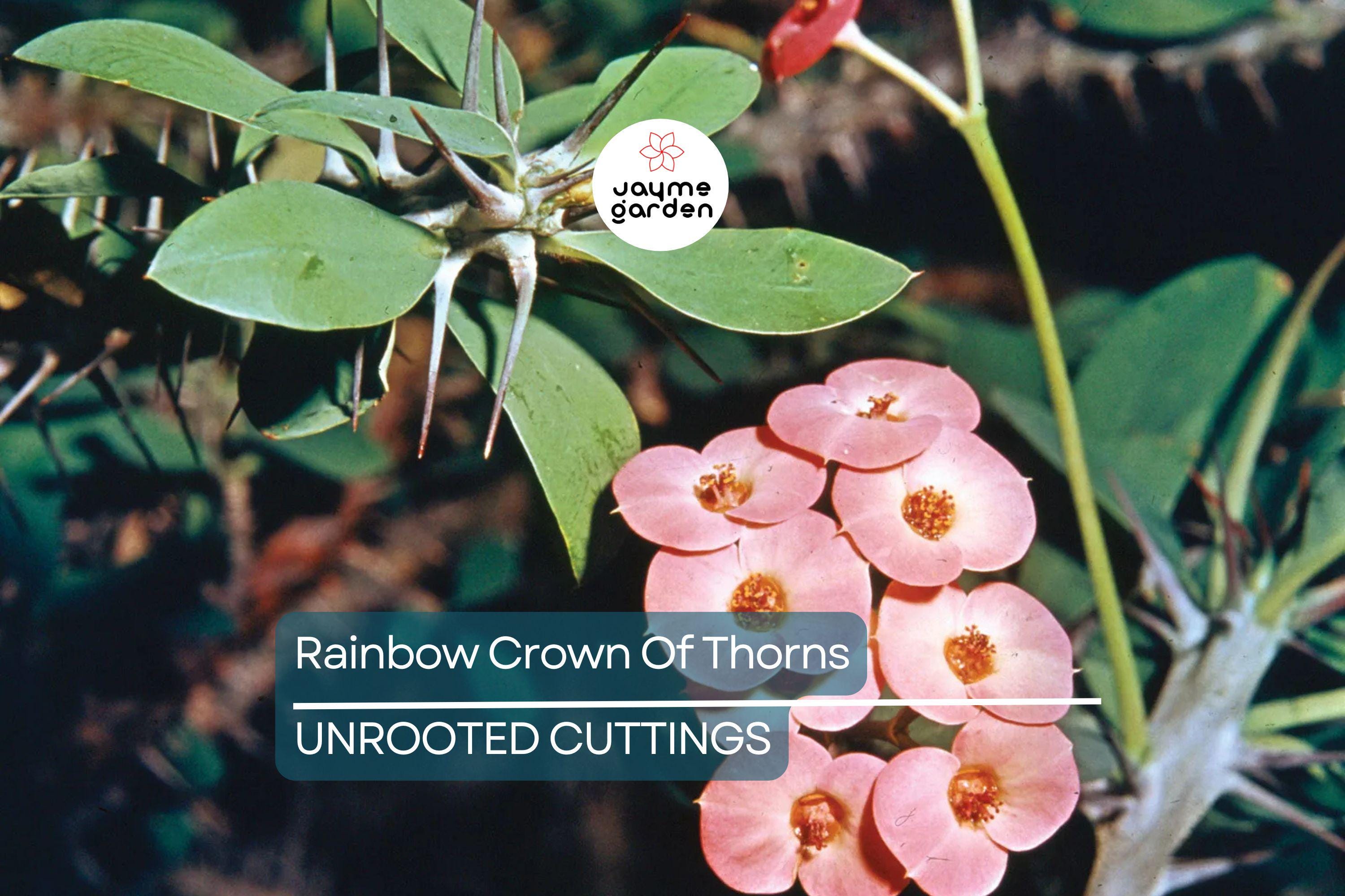 Rainbow Crown of Thorns Cutting (1) – Unrooted Euphorbia Plant, Colorful Blooms, Easy to Grow Succulent