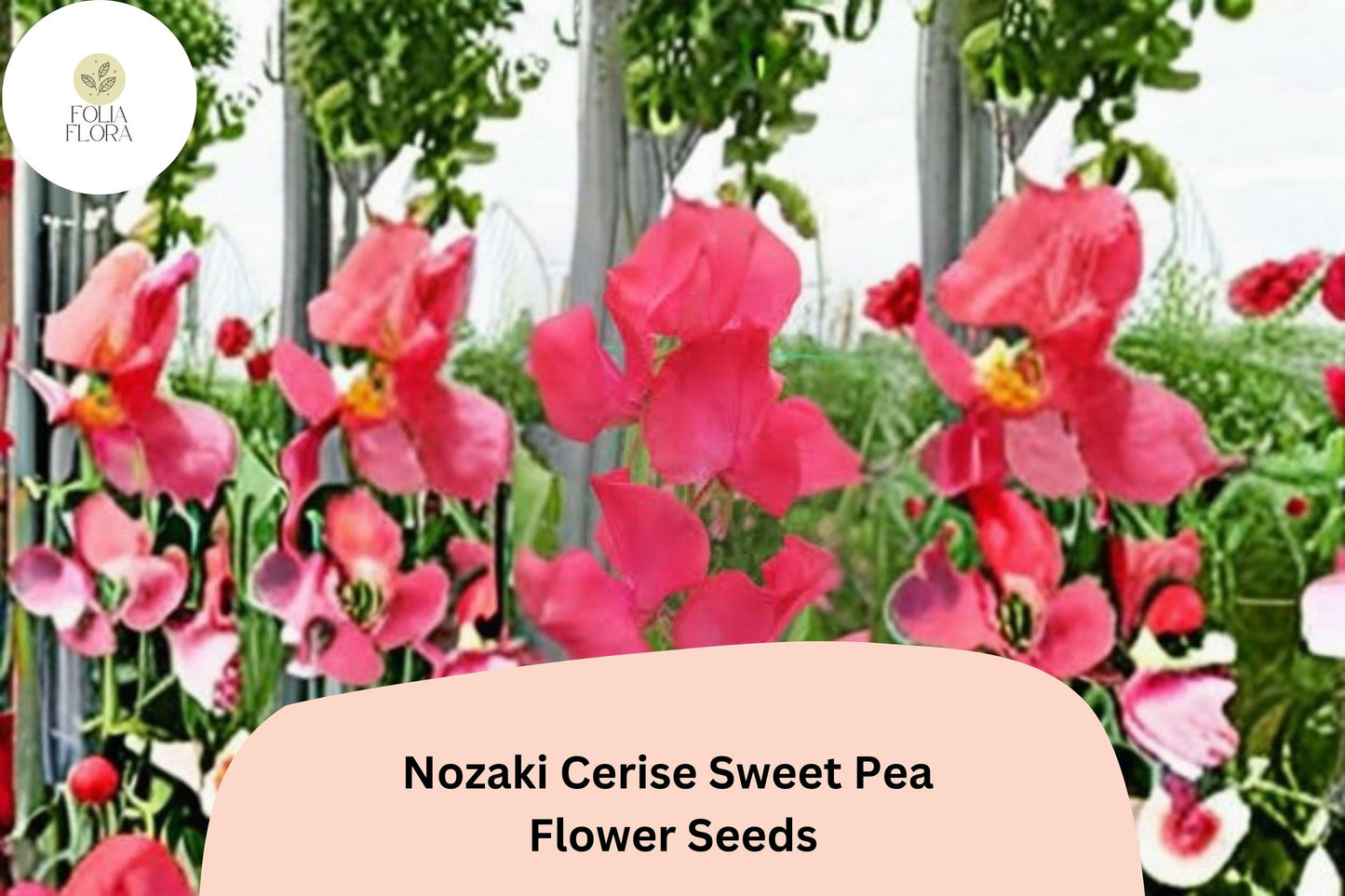 Nozaki Cerise Sweet Pea Seeds | Cerise Pink Lathyrus odoratus Climbing Vine (50+ Seeds)