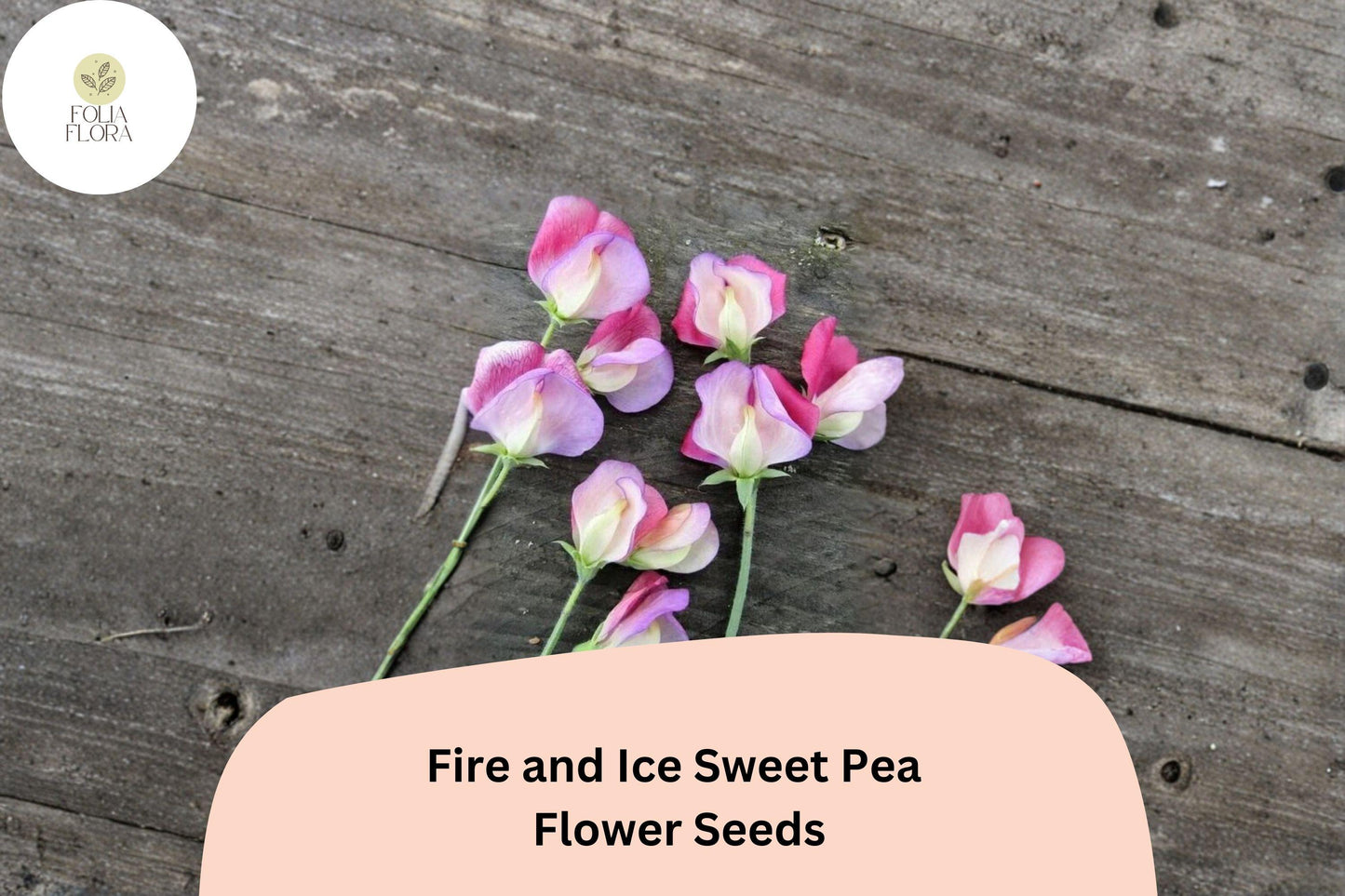 Fire and Ice Sweet Pea Seeds | Lathyrus odoratus Red Purple Bicolor Blooms Garden Planting (50+ Seeds)