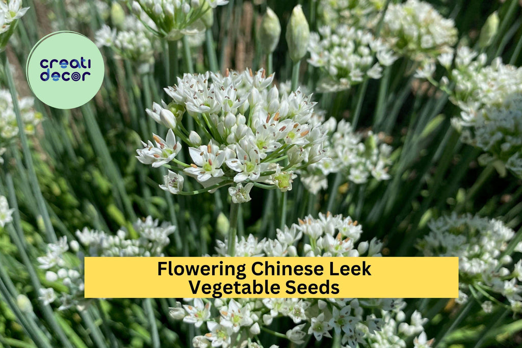 3pcs of 250mg Flowering Chinese Leek Seeds – Aromatic Edible Garlic Chive for Asian Dishes & Home Garden Planting Seeds for Planting