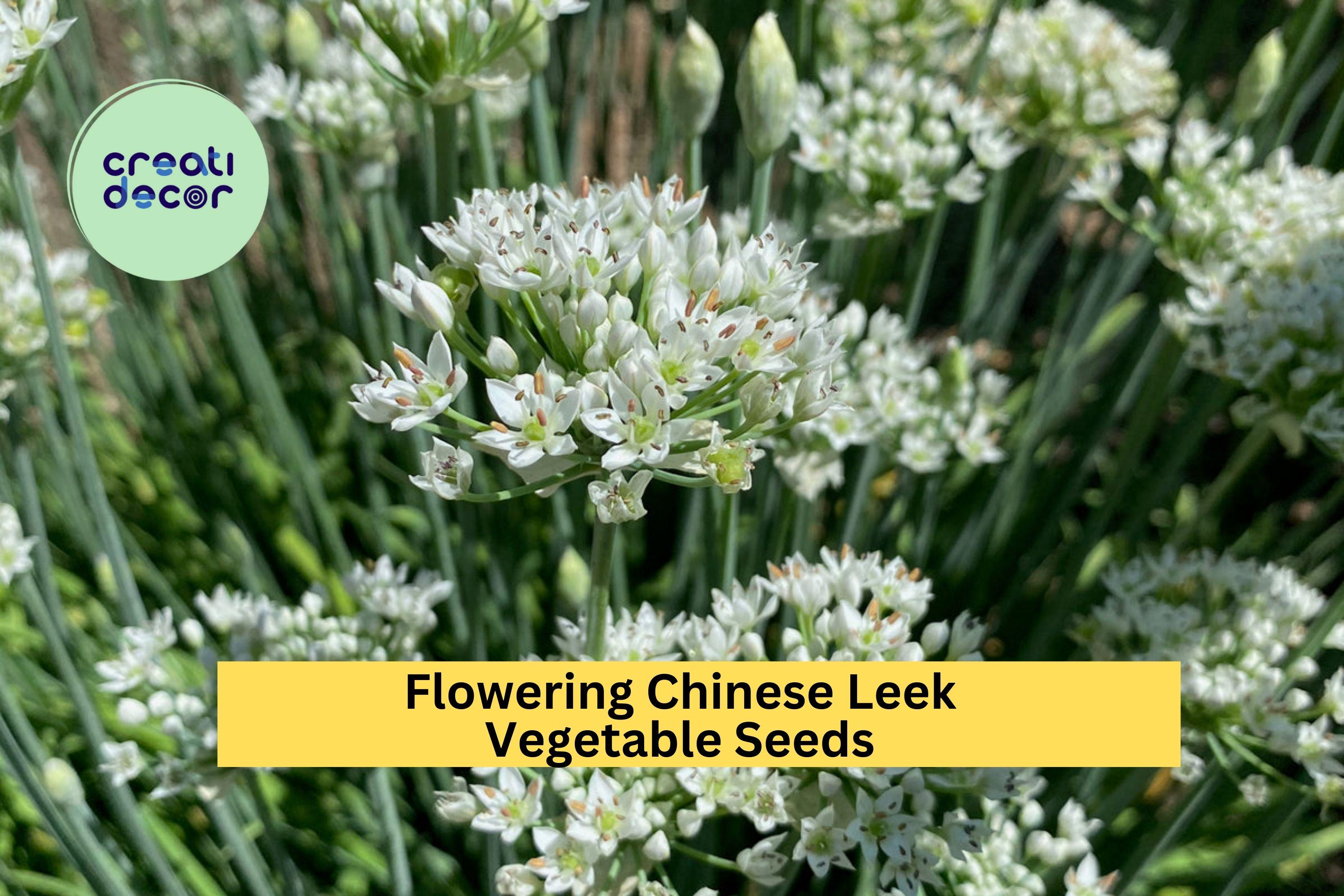3pcs of 250mg Flowering Chinese Leek Seeds – Aromatic Edible Garlic Chive for Asian Dishes & Home Garden Planting Seeds for Planting