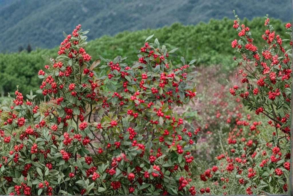 Ilex verticillata – Winterberry Holly Seeds | 25 Seeds | Wildlife-Friendly Garden Plant | Bright Red Winter Berries