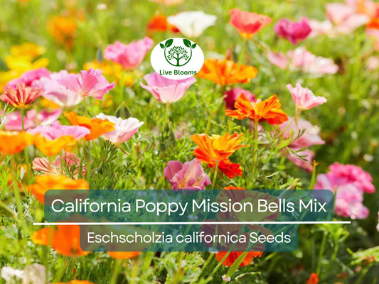 1000 Seeds California Poppy ‘Mission Bells Mix’ – Eschscholzia californica – Non-GMO Wildflower Blend – Brilliant Meadow Colors
