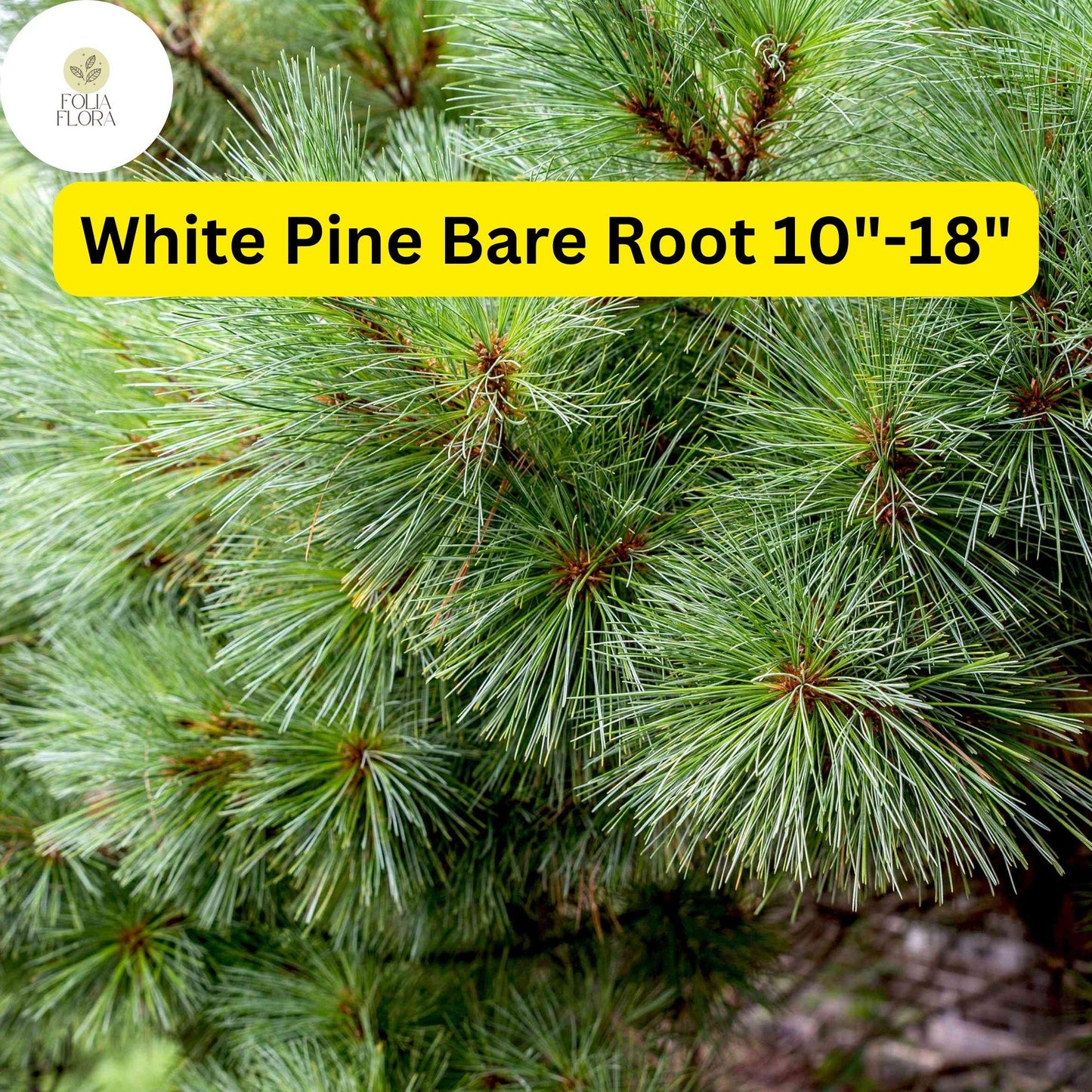 1 White Pine Tree (Pinus strobus) – Live Bare Root Plant 10"-18"
