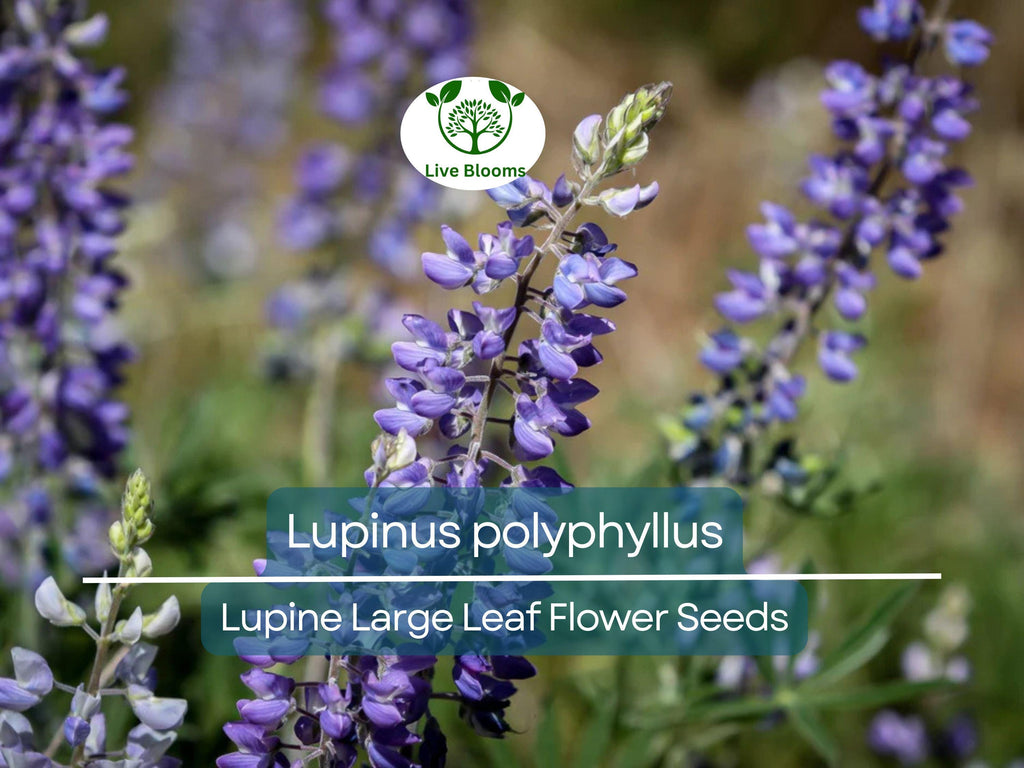 20 Seeds Lupine Large Leaf for Planting – Lupinus polyphyllus, Perennial Flower, Beautiful Garden Plant, Blue & Purple Blooms, Easy to Grow