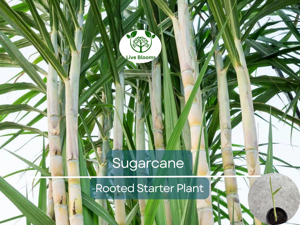 1 Rooted Sugarcane Plant 8" - Sweet Juicy Cutting, Ready to Plant, Saccharum officinarum, Perfect for Garden, Fresh Sugarcane, Easy to Grow