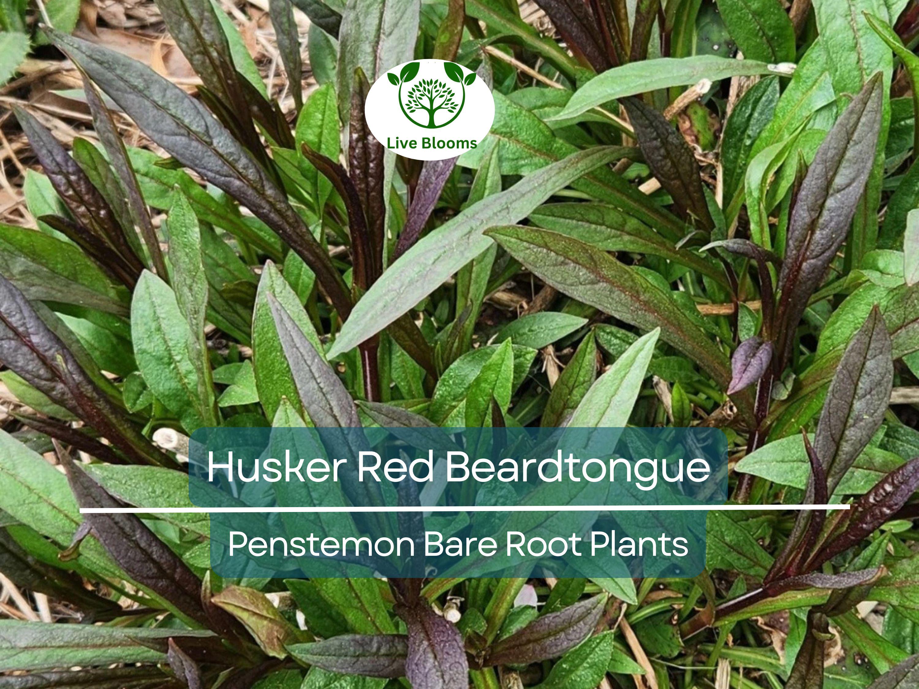 10 Husker Red Beardtongue Plants – Bare Root Perennials – Penstemon – Burgundy Foliage & White Flowers – Zone 4–9
