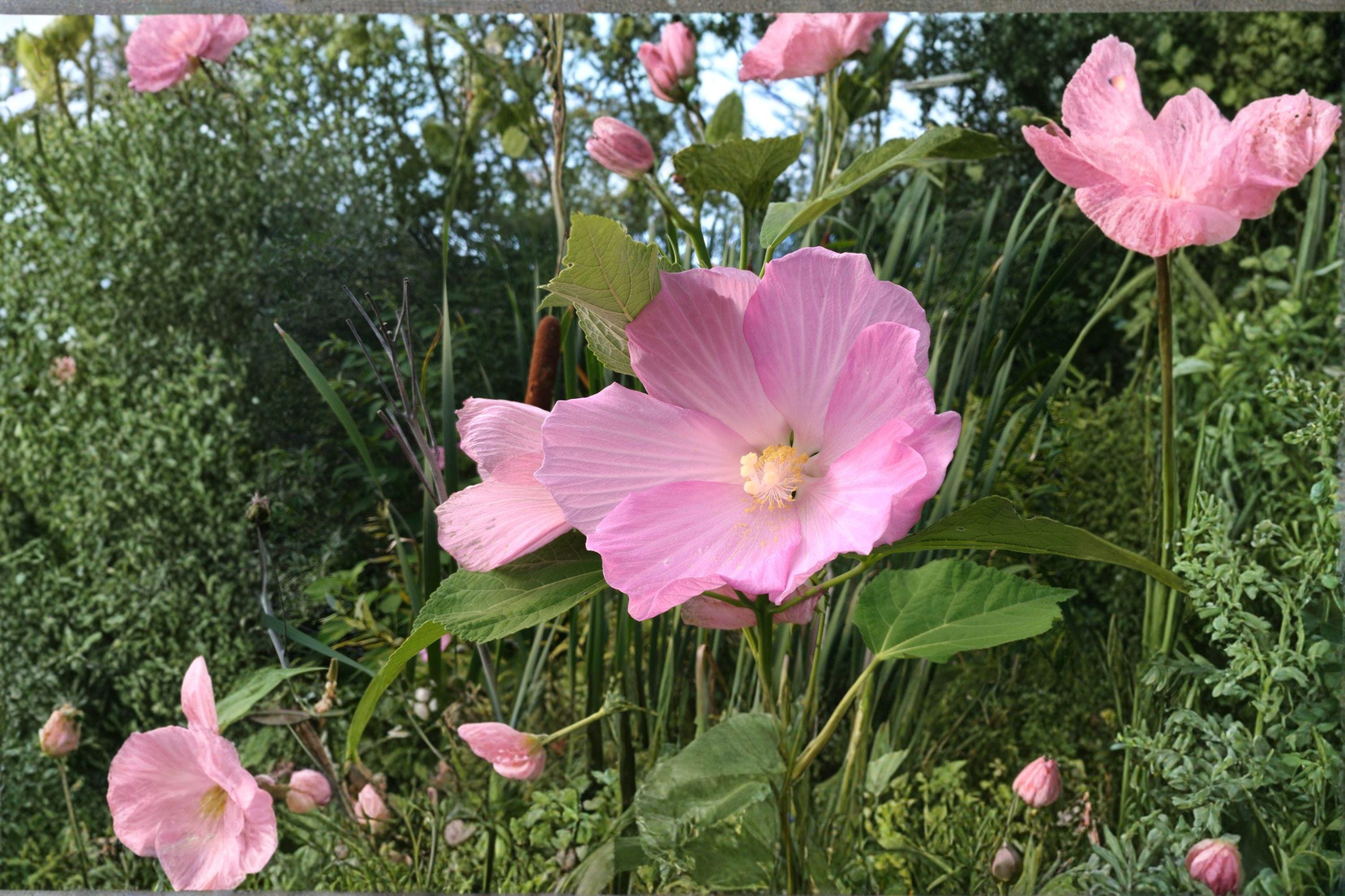 Swamp Rose Mallow – Hibiscus moscheutos 30 Seeds | Hardy Native Hibiscus | Giant Summer Blooms