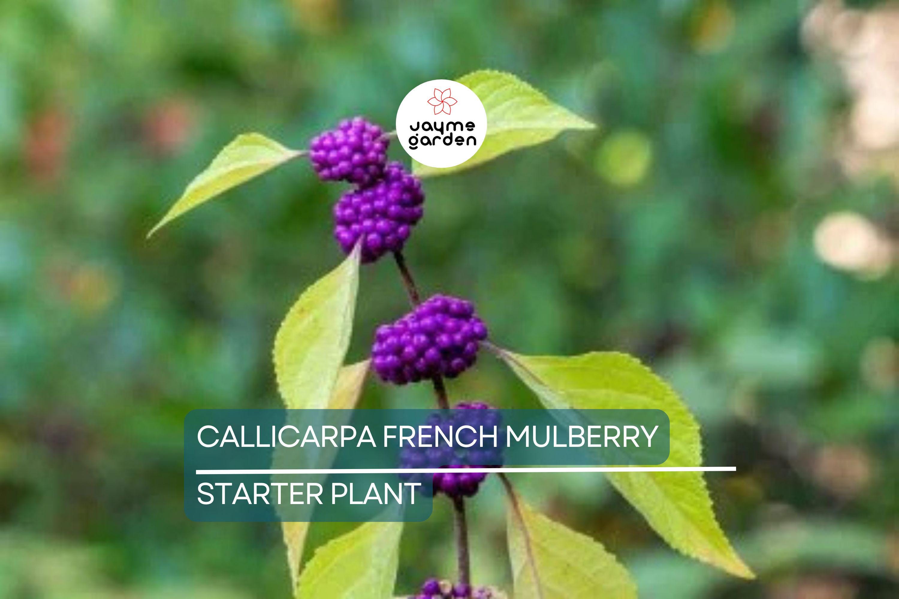 Live Purple American Beautyberry (Callicarpa) Bush | 1-2 ft Starter Plant | Edible Berries, Wildlife Attractant, Drought-Tolerant